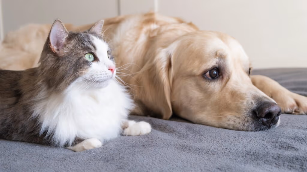 Cão perde a visão e gatos fazem revezamento que encantam a web