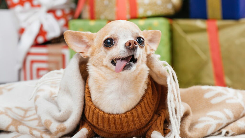 Veja quais cachorros não precisam de abrigo extra durante o frio