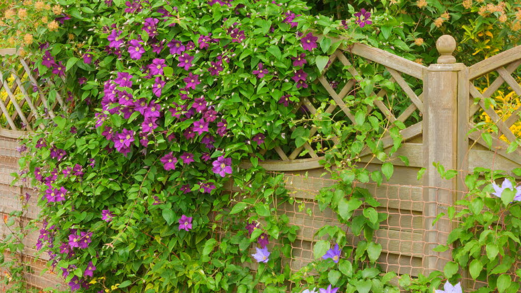 Essa flor pode transformar seu muro em poucos meses