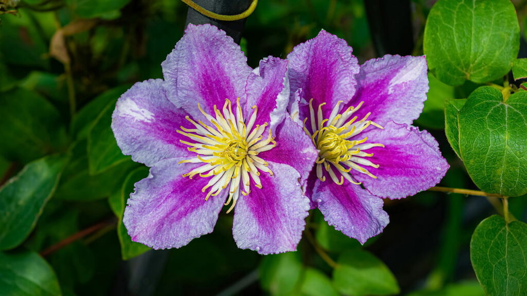 Essa flor pode transformar seu muro em poucos meses

