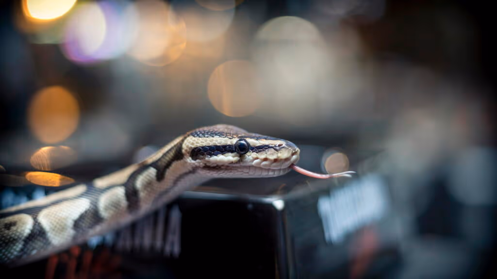 Cobra pega carona e ainda da bote em passageiro