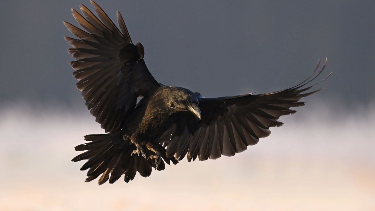 Esse pássaro guarda rancor de você por 17 anos sem esquecer nada