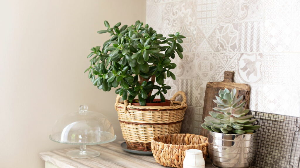 Essa planta virou febre nos lares e não é por acaso