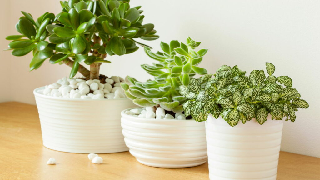 Essa planta virou febre nos lares e não é por acaso