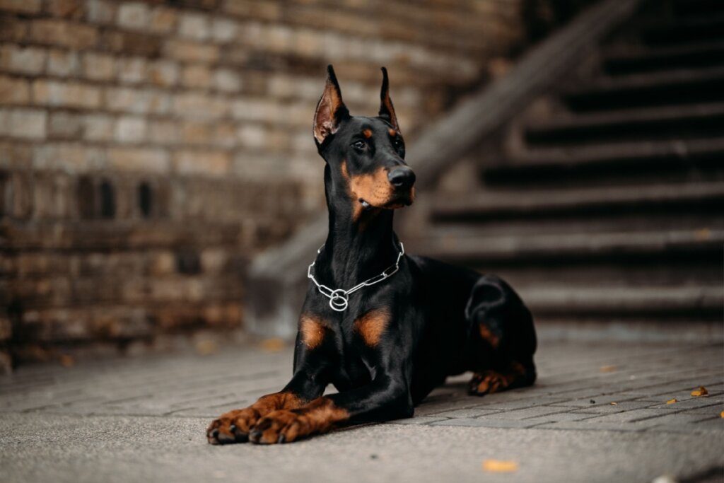 12 nomes fortes para cachorro