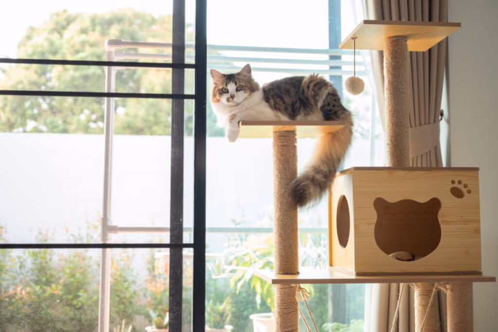 6 cuidados para adotar quando o gato vomita