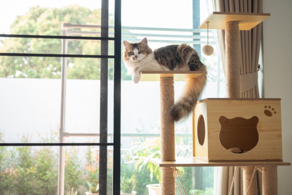 6 cuidados para adotar quando o gato vomita