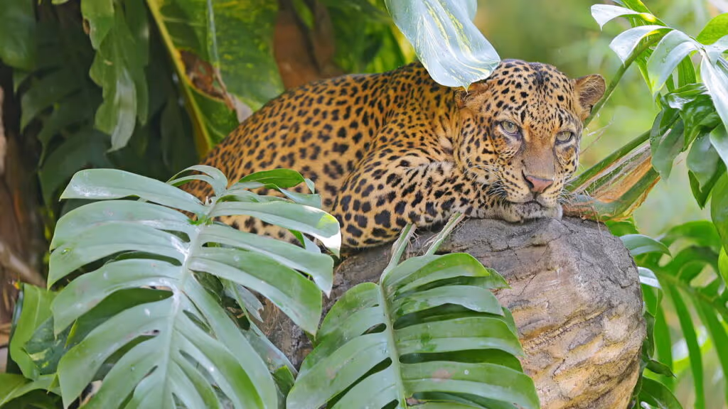 Filhote de onça-pintada que se afogava é resgatada por pescadores