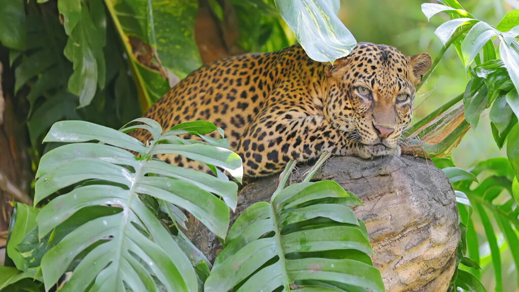 Filhote de onça-pintada que se afogava é resgatada por pescadores