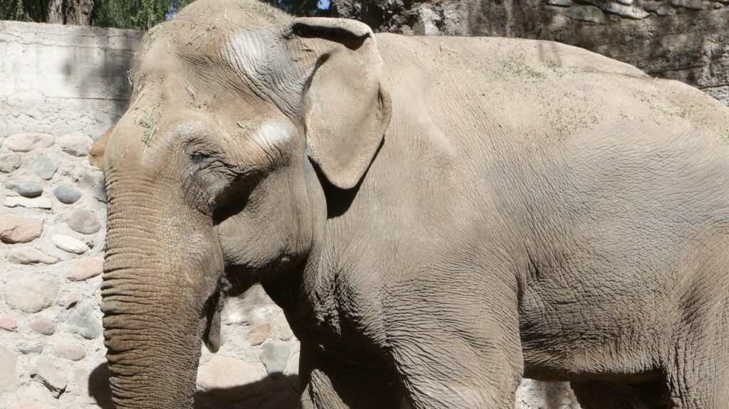 Morre Tamy, elefante que buscava refúgio no Brasil