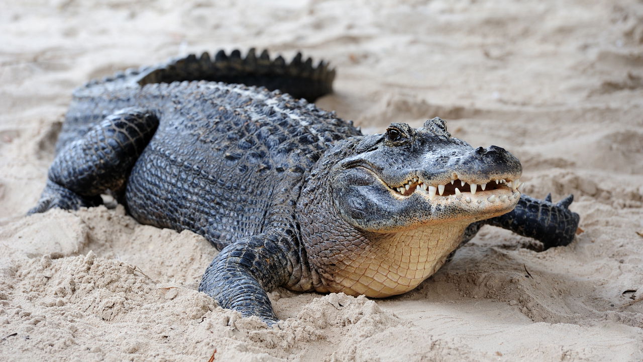 Idoso de 74 anos é filmado se arriscando para salvar seu cachorro de um crocodilo na Flórida