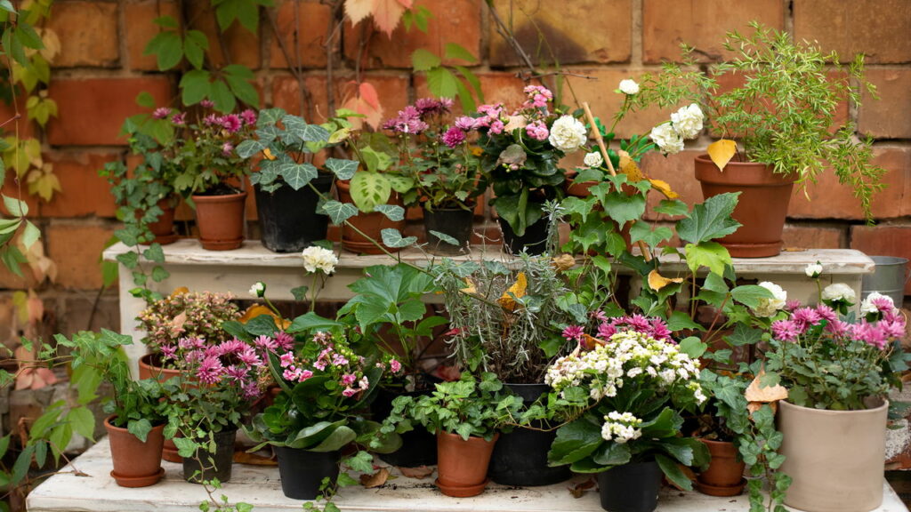 O que significa encher a casa de plantas, segundo a psicologia