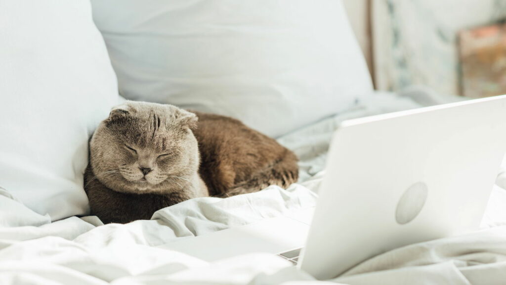 O que significa gostara de dormir com animais de estimação, segundo a psicologia