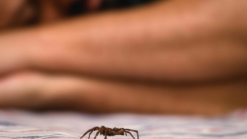 O que significa quando aranhas começam a aparecer em casa