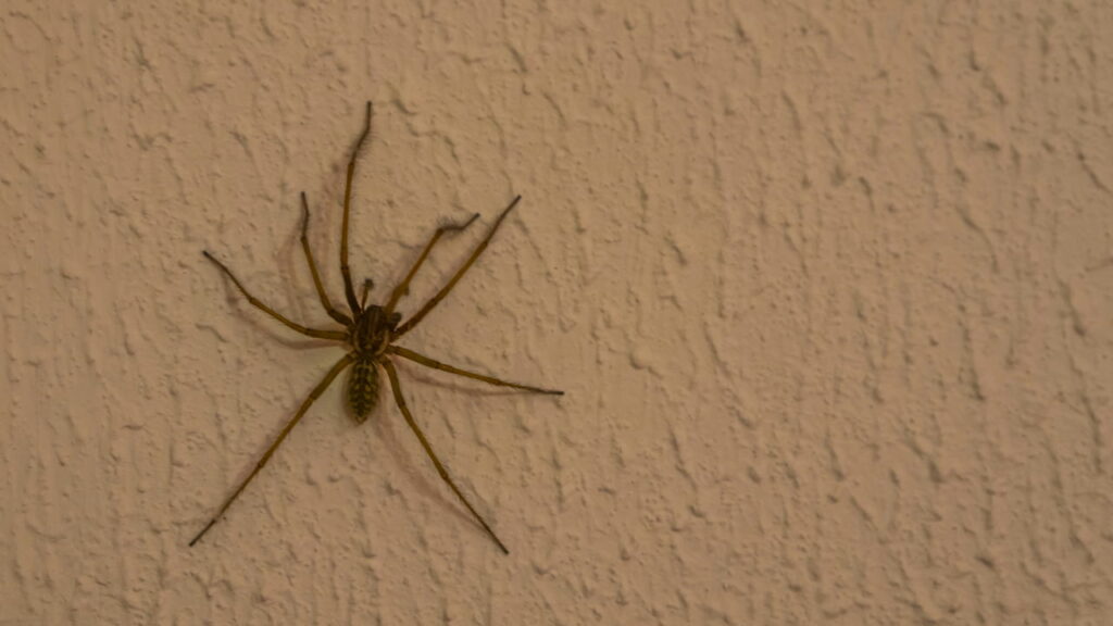 O que significa quando aranhas começam a aparecer em casa