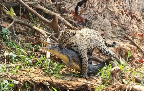 Onça-pintada Marcela é flagrada em luta com jacaré