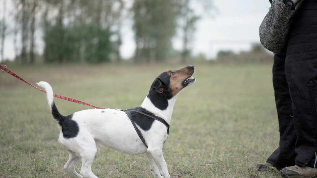 Por que seu cachorro late para algumas pessoas e outras não