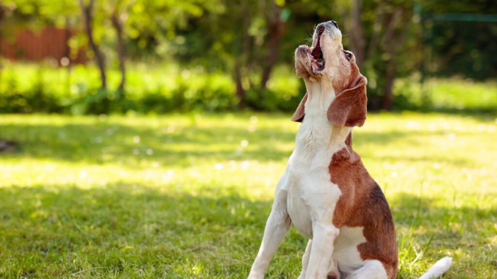 Por que seu cachorro late para algumas pessoas e outras não