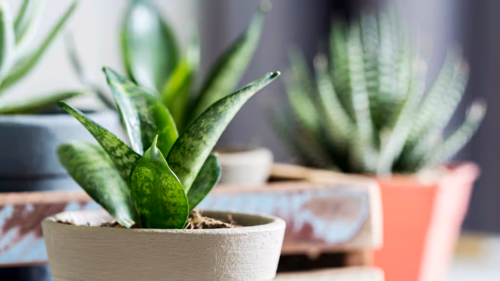 Esta planta cresce com pouca luz e ainda protege sua casa de energias ruins