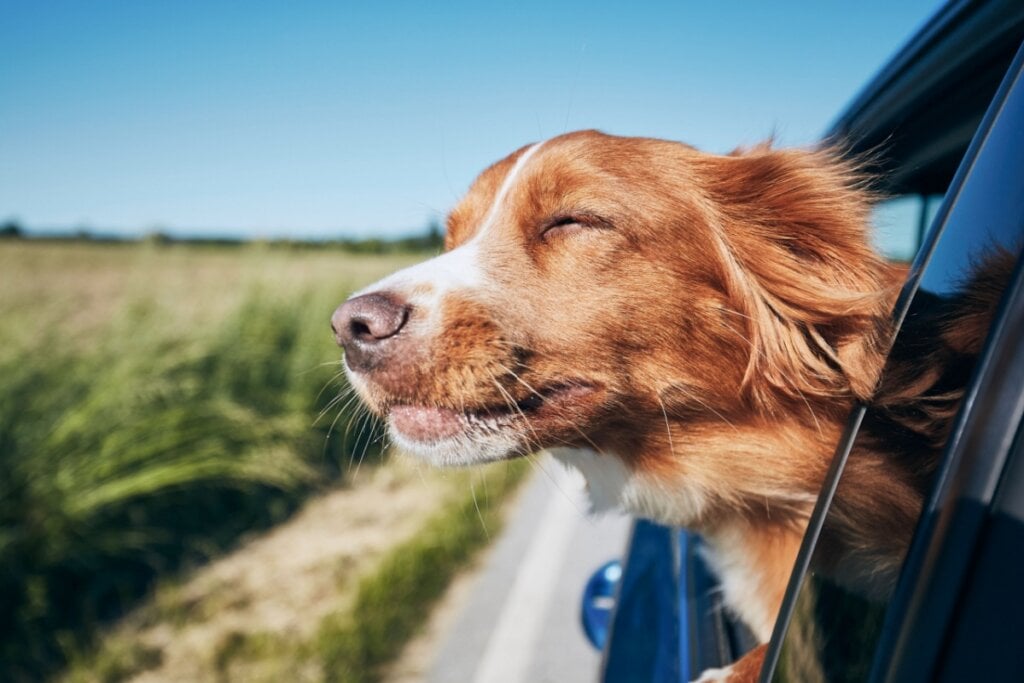 10 causas para o tremor em cachorros