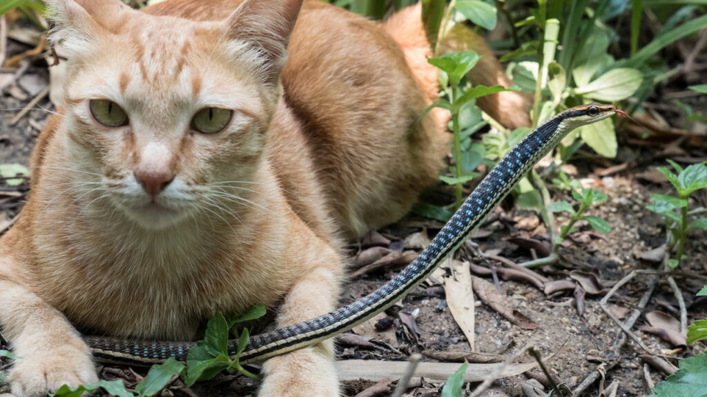 Veja o porque você deve ter gato na zona rural