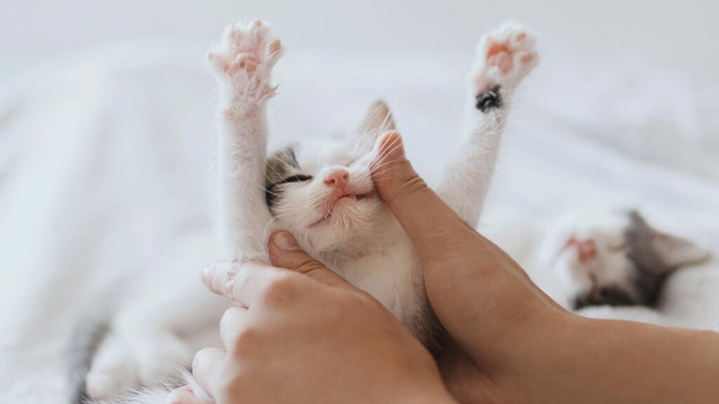 O que significa que alguém sempre acaricia gatos, segundo a psicologia?