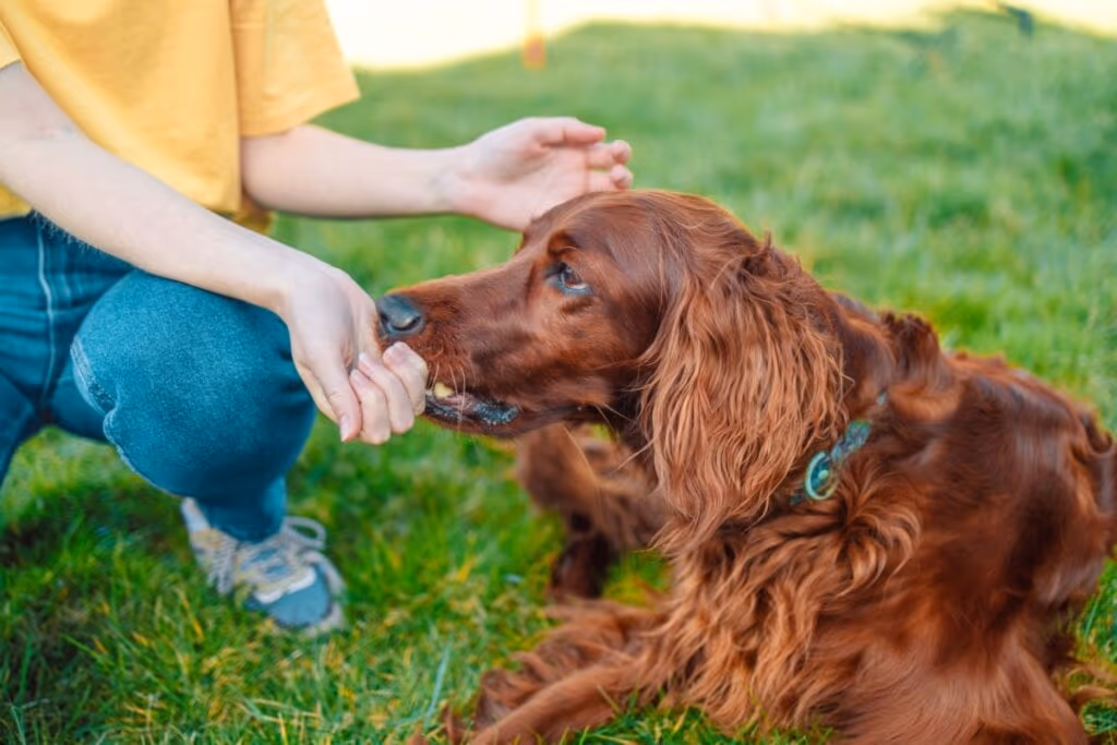 4 características do cachorro da raça setter irlandês 