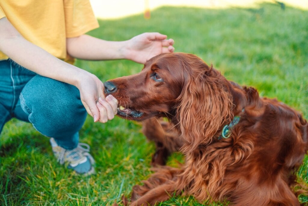 4 características do cachorro da raça setter irlandês 