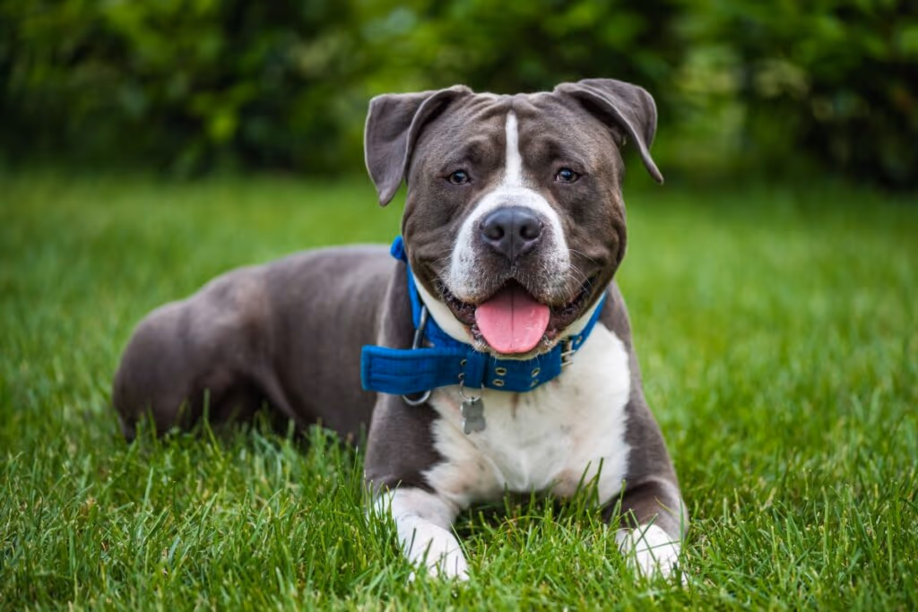 9 diferenças entre as raças pitbull e american staffordshire terrier