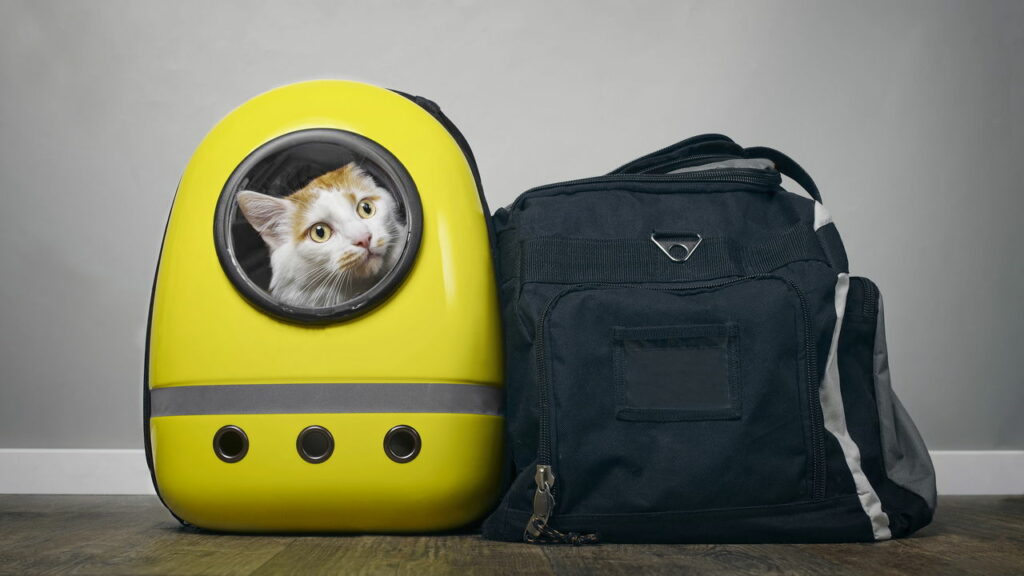 Viajar com animais de estimação no avião: regras e cuidados essenciais