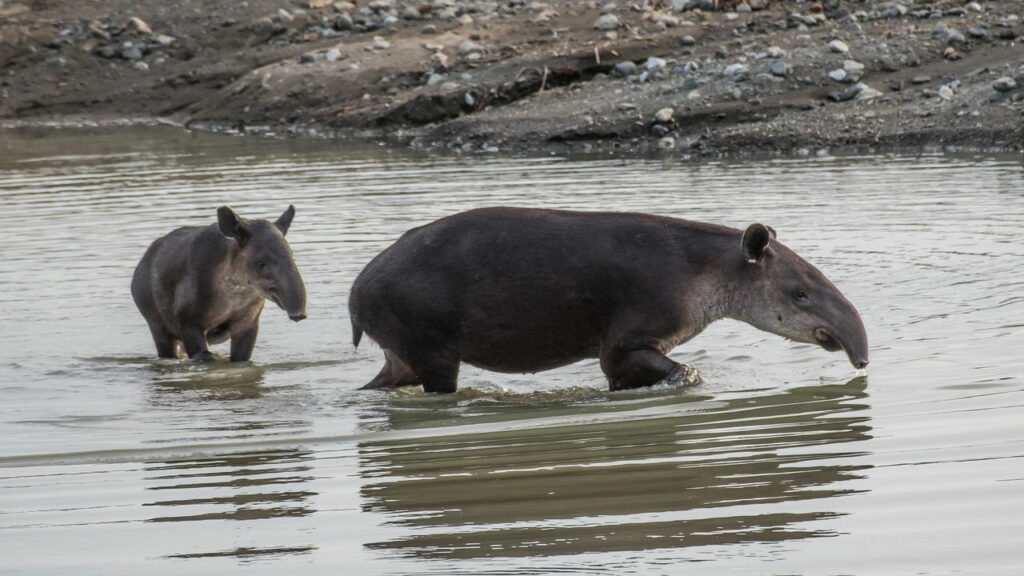Animal desaparecido há 110 anos volta ao Rio de Janeiro e emociona cientistas