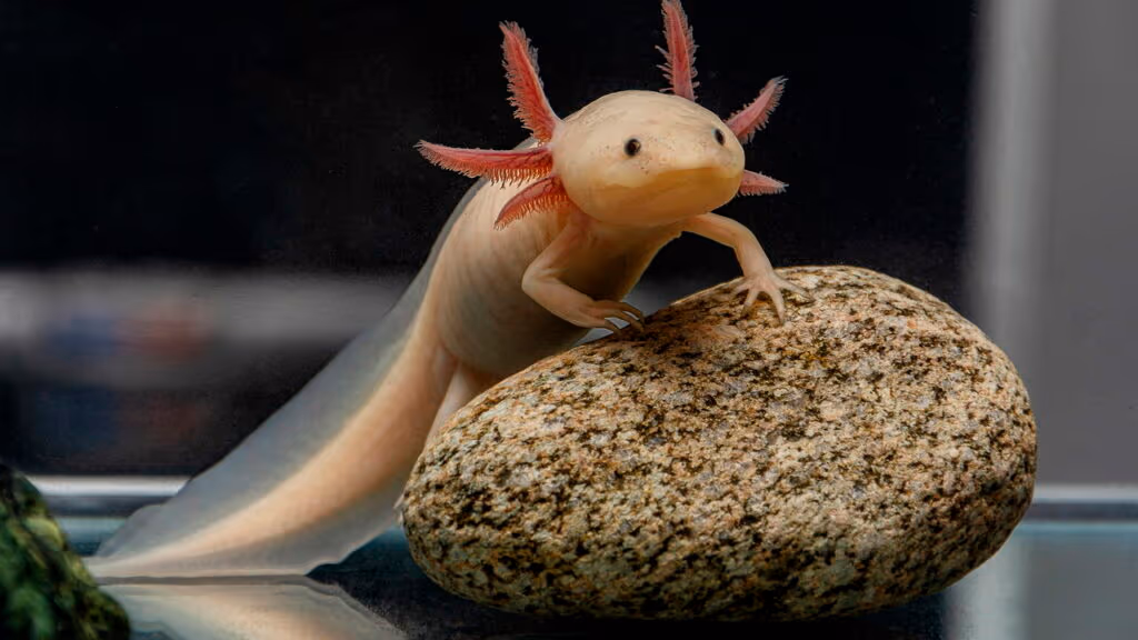 Esse animal consegue se regenerar mesmo depois de perder mais da metade do corpo
