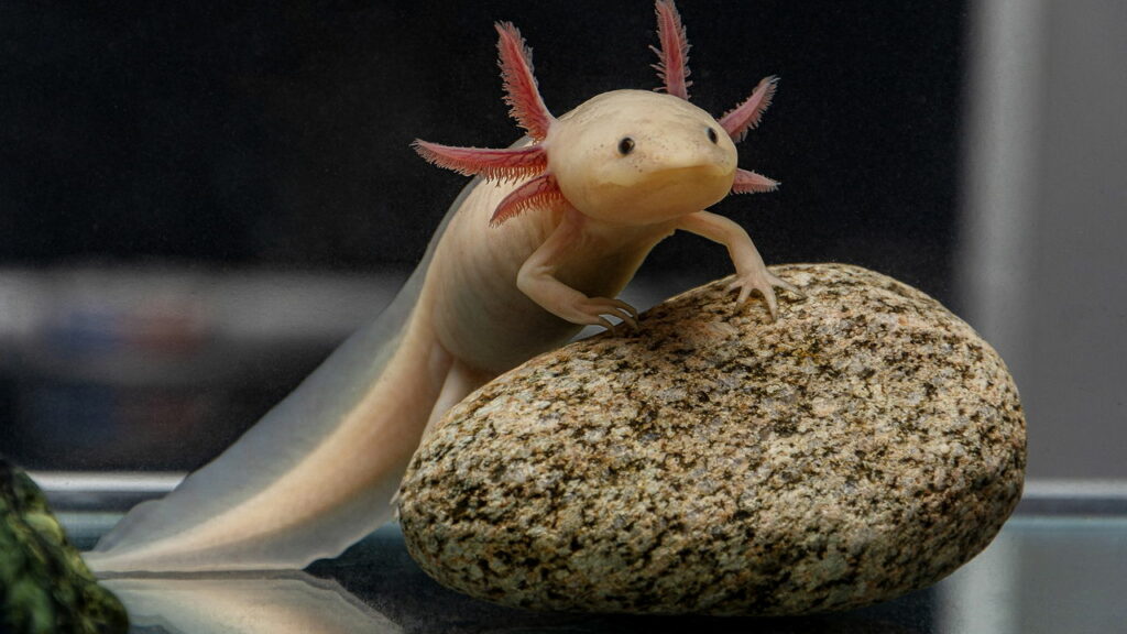 Esse animal consegue se regenerar mesmo depois de perder mais da metade do corpo
