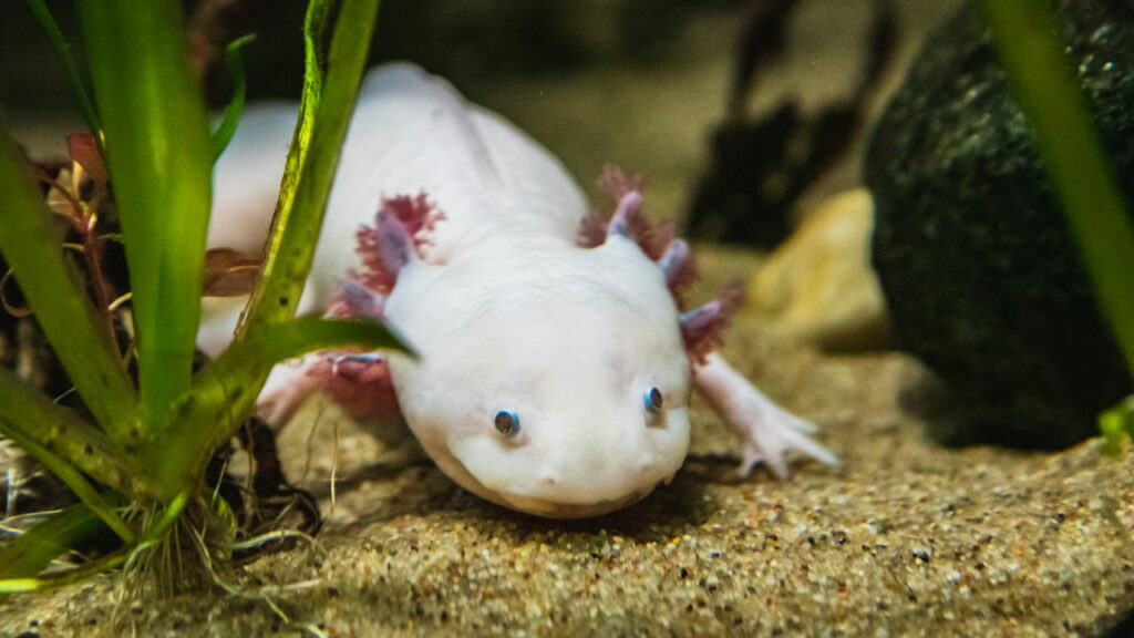Esse animal consegue se regenerar mesmo depois de perder mais da metade do corpo