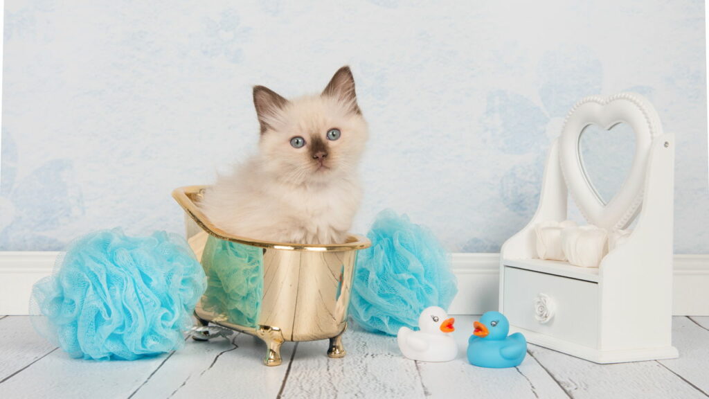 Pode dar banho em gato? Veja o que dizem especialistas