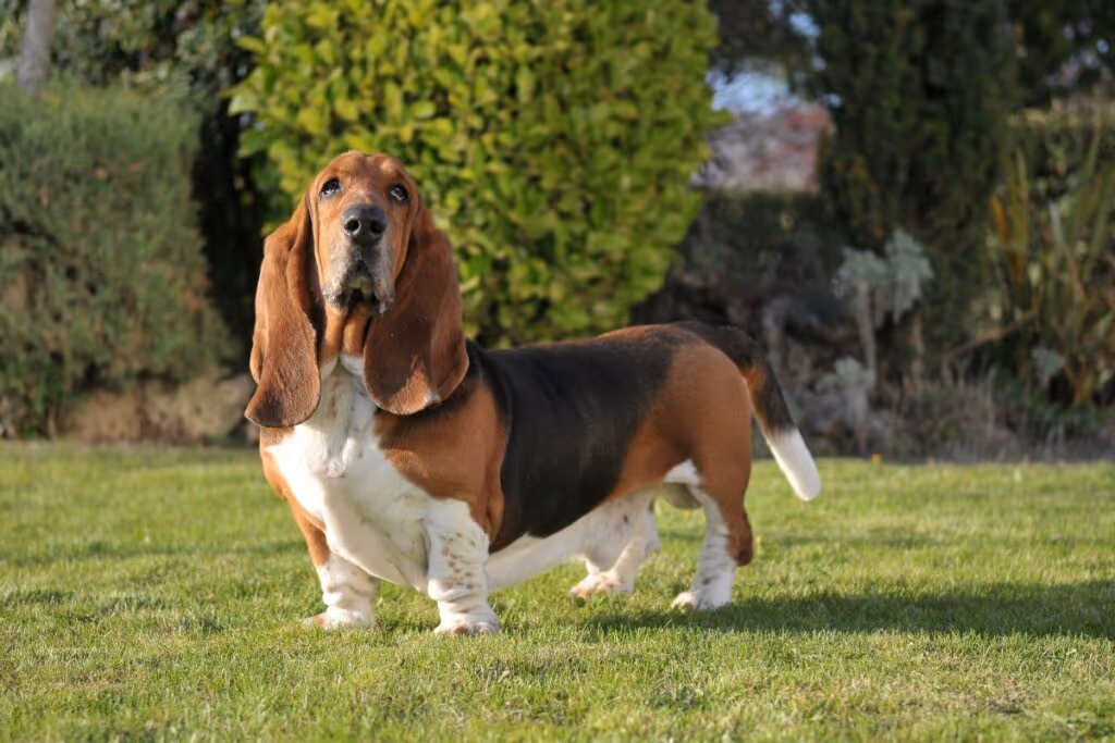 7 raças de cachorro com orelhas grandes 
