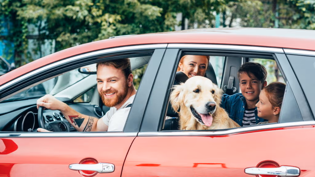 Esses hábitos ao dirigir com animais no colo podem render multa