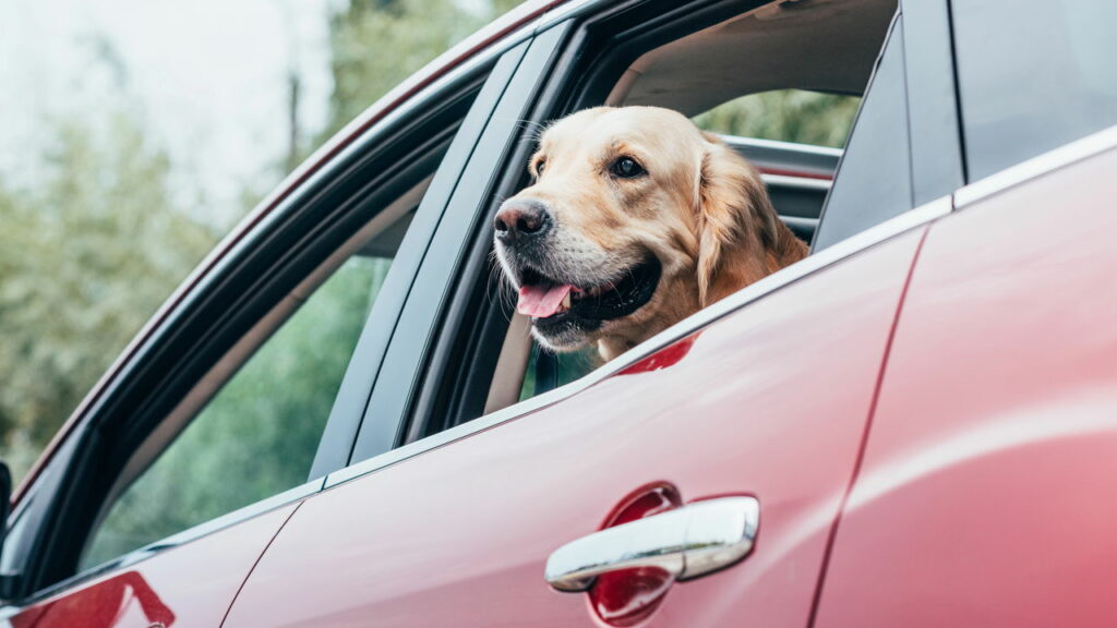 O que diz a lei sobre dirigir com animais soltos no carro — e como evitar infrações