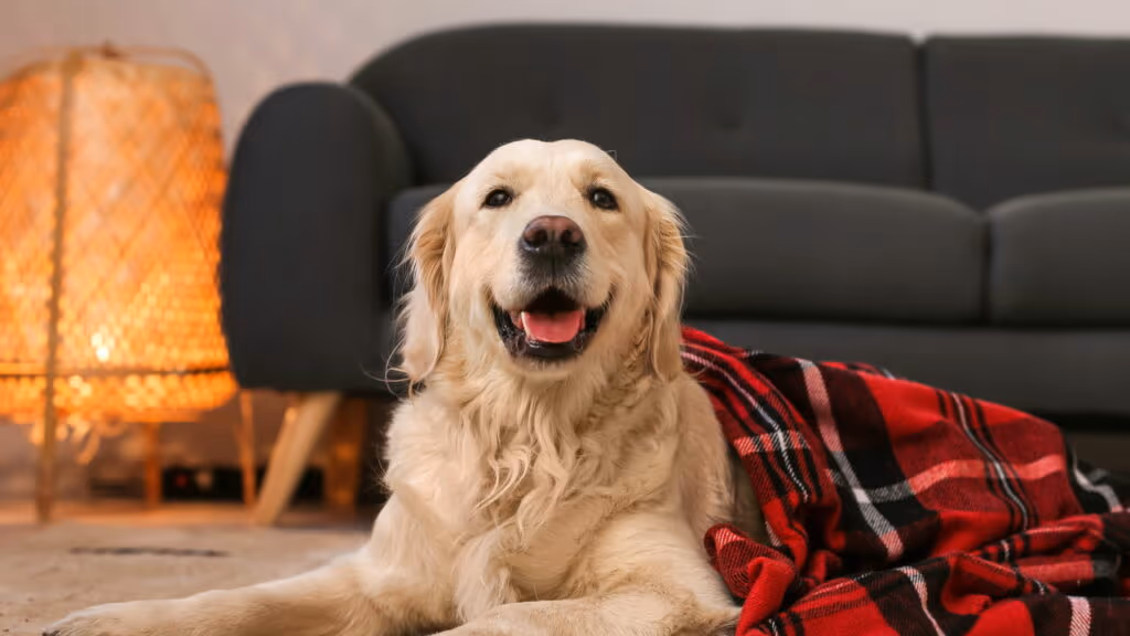 O melhor guia para proteger seu cão do frio neste inverno