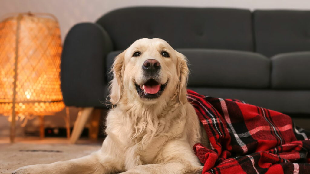 O melhor guia para proteger seu cão do frio neste inverno