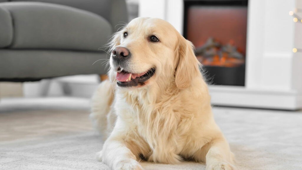O melhor guia para proteger seu cão do frio neste inverno