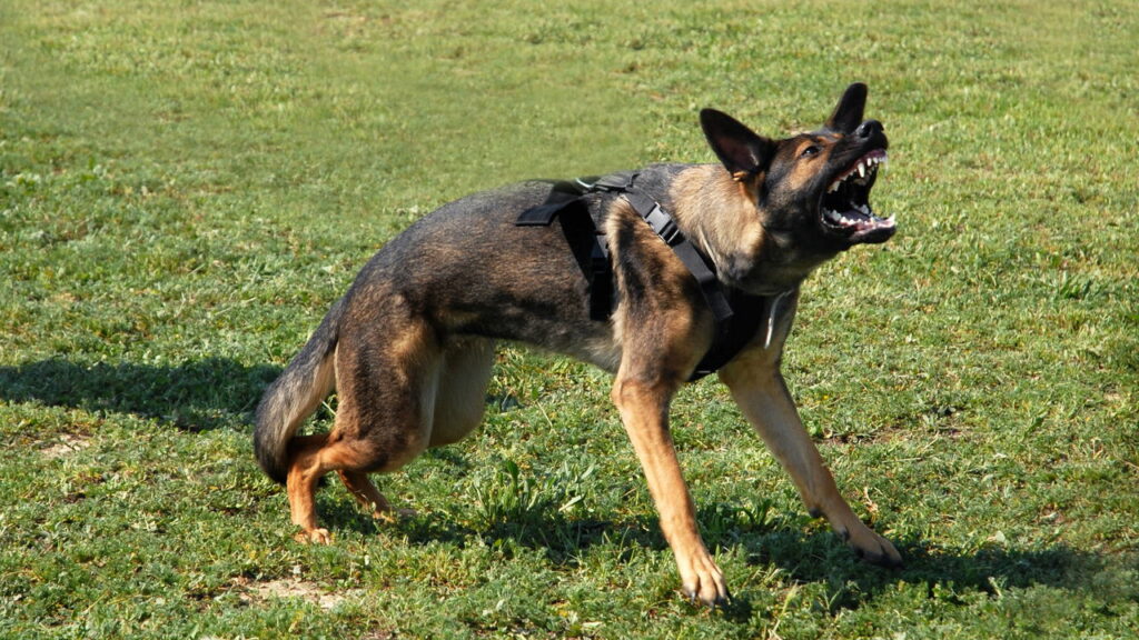 Quando seu cachorro late só para algumas pessoas isso pode ser um sinal