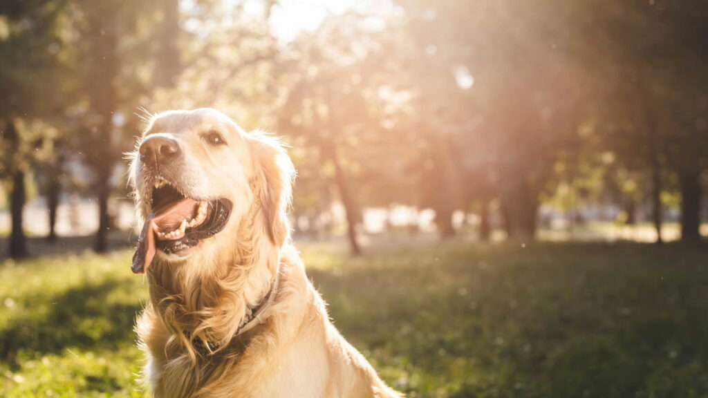 Melhores raças de cães de terapia para apoio emocional diário