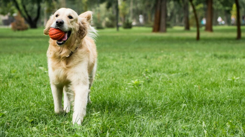 Esses são os lugares que os cães mais gostam de receber carinho
