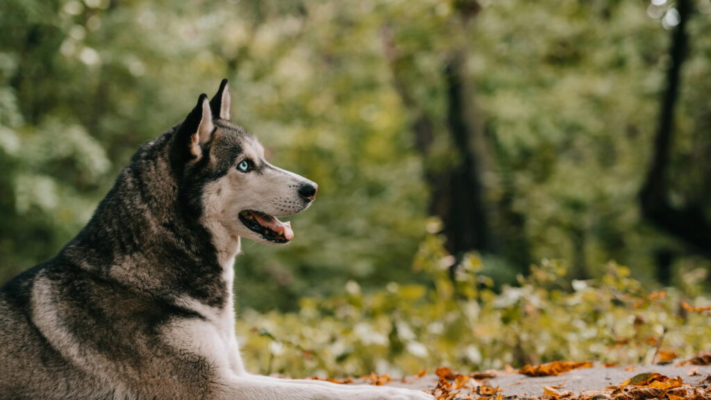 Essas são as raças de cachorro mais leais para ter por perto