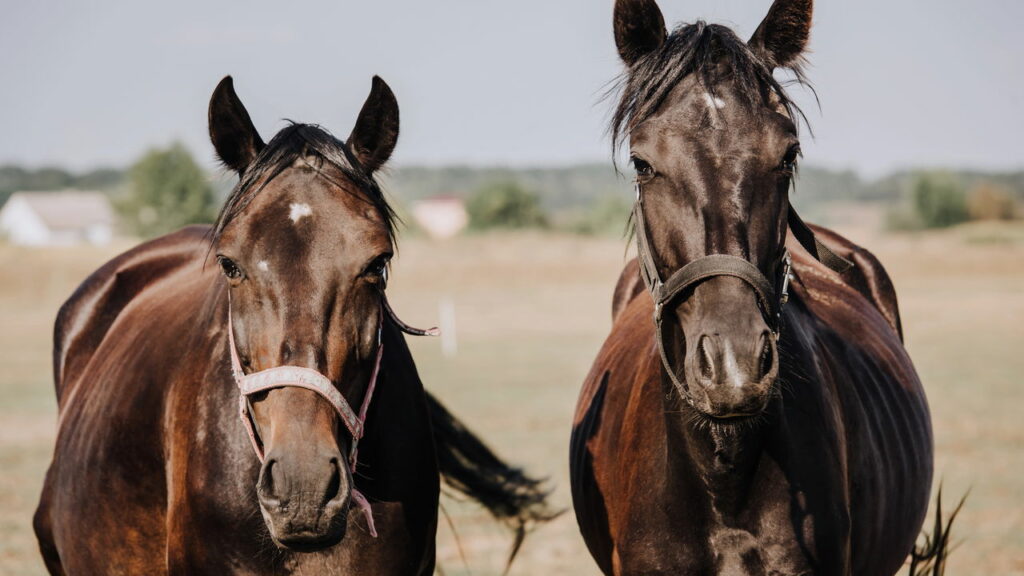 Conheça o país onde os cavalos vivem livremente
