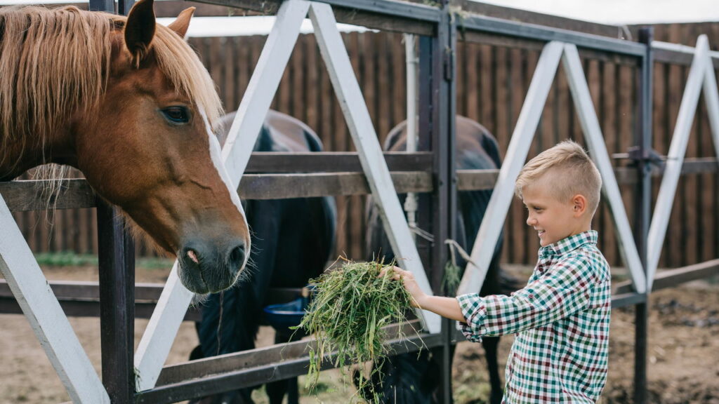 Conheça o país onde os cavalos vivem livremente