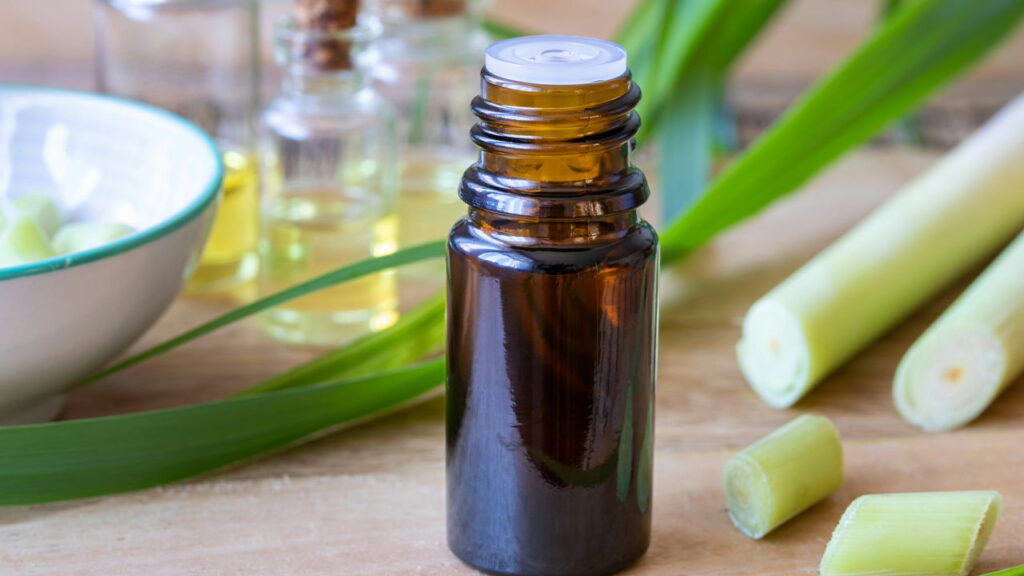 Citronela é o repelente natural mais eficaz para seu lar
