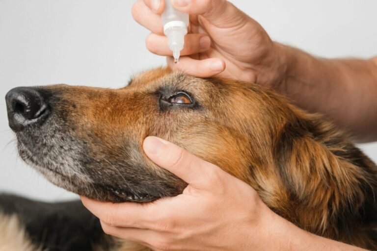 3 passos para cuidar da saúde dos olhos de cães e gatos
