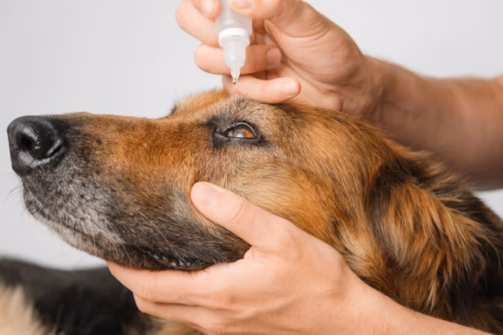 3 passos para cuidar da saúde dos olhos de cães e gatos